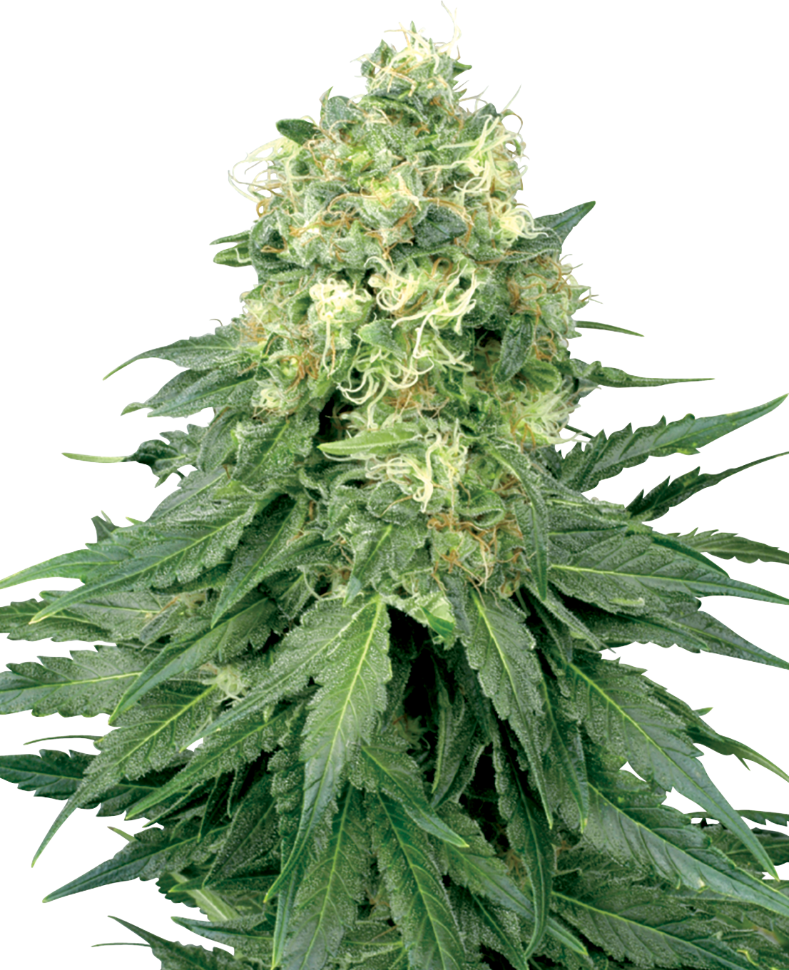 White Widow Feminized